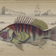 Illustration for article titled Natural History of Fishes of the Perch Family